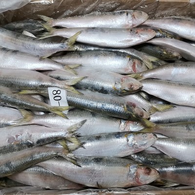 拖网A 80-90条沙丁鱼海捕速冻鱼罐头料冷冻萨丁鱼鱼饵钓饵饲料鱼图4