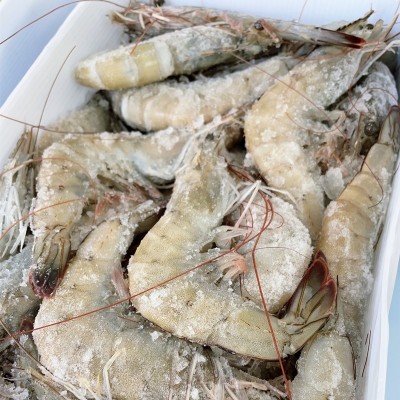 白虾净重3.3斤厄瓜多尔大虾批发海洋虾家用海水虾蓝冠白熊 食用虾图4