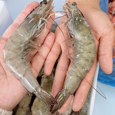 白虾净重3.3斤厄瓜多尔大虾批发海洋虾家用海水虾蓝冠白熊 食用虾图5