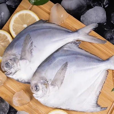 银鲳鱼净重5斤装无冰衣冷冻鱼 鲜冻源头批发食品新鲜食材供货海鲜图4