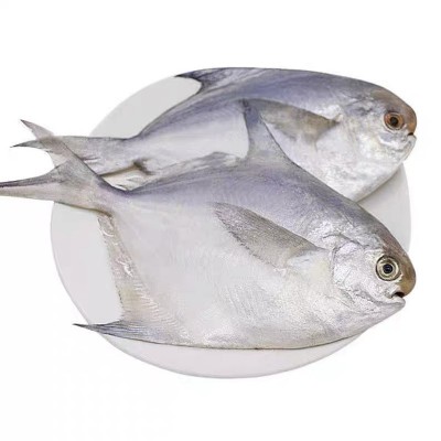 银鲳鱼净重5斤装无冰衣冷冻鱼 鲜冻源头批发食品新鲜食材供货海鲜图2