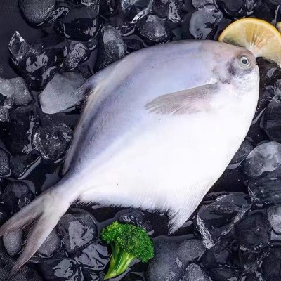 银鲳鱼净重5斤装无冰衣冷冻鱼 鲜冻源头批发食品新鲜食材供货海鲜图3