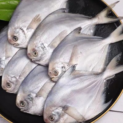 银鲳鱼净重5斤装无冰衣冷冻鱼 鲜冻源头批发食品新鲜食材供货海鲜图5