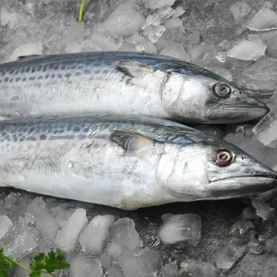 大鲅鱼新鲜冻鲐鲅鱼马鲛鱼大整条冷冻青花鱼马友鱼海鲜马交鱼批发图2