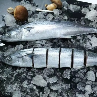 大鲅鱼新鲜冻鲐鲅鱼马鲛鱼大整条冷冻青花鱼马友鱼海鲜马交鱼批发图3