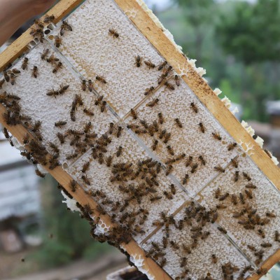 农家自产新鲜蜂巢蜜500g成熟全封盖荆条蜂巢蜜山花蜂蜜土特产批发图3