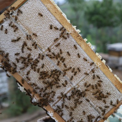 荆条蜂巢蜜成熟农家自产蜂巢蜜500g荆条巢蜜蜂蜜土特产代理图3