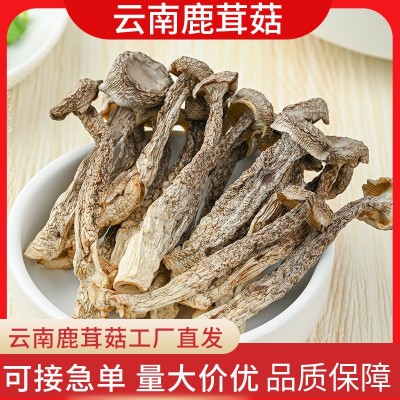 特产鹿茸菇干货鹿茸菌料云南菌菇厂家地源头工厂鹿茸菇批发食用菇图3