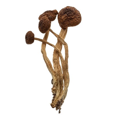 茶树菇干货煲汤菌汤包开伞不开伞蘑菇羊肚菌散装特级菌包整箱图5
