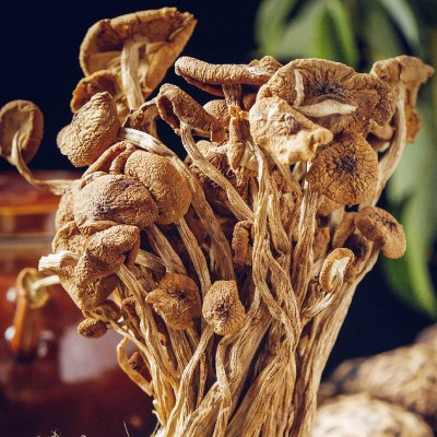 茶树菇批发云南茶树菇干货源头基地大量直供散装干蘑菇 大货供应图3