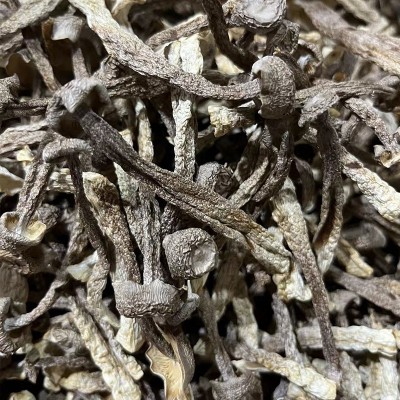 福建古田特产鹿茸菇散装500g食用冷香菌当季新鲜北风菌珊瑚菌批发图3