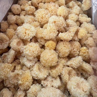 椴木小银耳干货精选无熏硫白木耳高山银耳雪梨汤专用图3