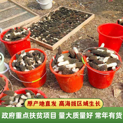 羊肚菌整箱批发一包一公斤优选头茬羊肚菌干货非野生羊肚子菌特产图3
