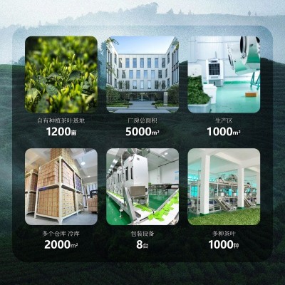 绿茶 茶叶批发2025新茶毛尖龙井电商直播年货碧螺春茶叶 散装绿茶图5