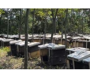 蜂产品里面什么最贵？你绝对想不到会是它