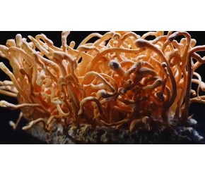 一种特殊的食用菌“蛹虫草”，他研究新方法种植，成功降低成本