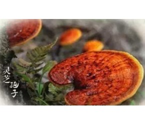 食用菌——你的健康护身符
