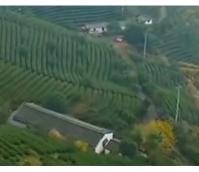 茶叶之神是这样炼成的！
