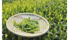 各种形状的茶叶是怎么来的呢?