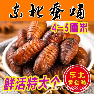 东北特产蚕蛹新鲜鲜活大茧蛹子大蚕蛹蝉蛹柞蚕4-5厘米