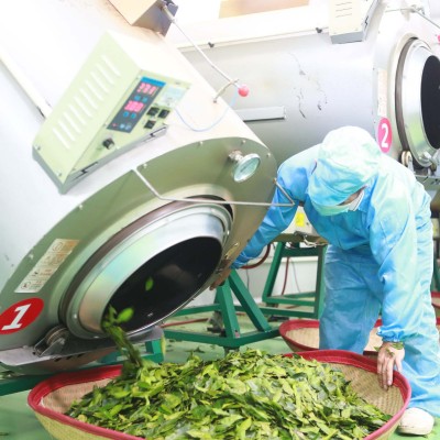 源头批发 奇楠沉香茶绿奇楠白木香叶茶棋楠沉香代用茶厂家图3