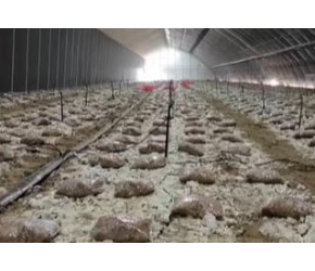 种下食用菌新品种 撑起种植户致富梦
