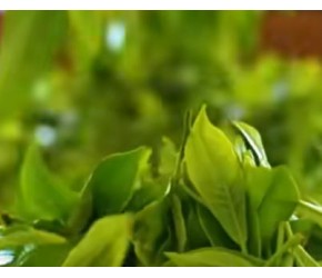 茶叶宣传片
